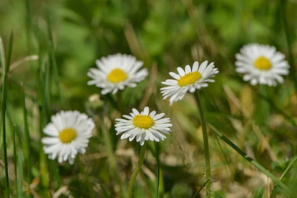 Daisy Full Bloom —  Fotos de Stock