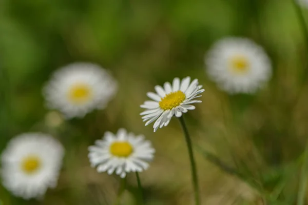 Daisy Full Bloom — Stock Photo, Image