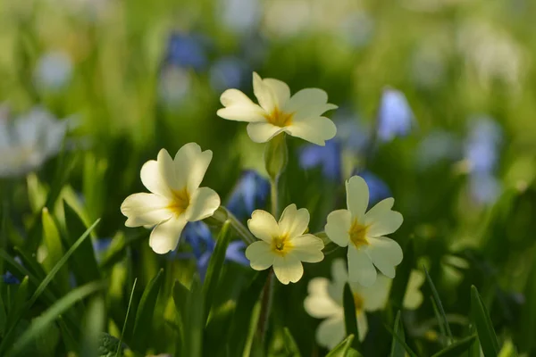 Prímulas Flores Flora Pétalos — Foto de Stock