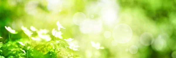 Helles Grünes Frühlingspanorama Hintergrund Mit Blumen Und Bokeh Effekte — Stockfoto