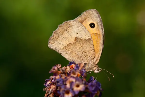 Gros Plan Bug Nature Sauvage — Photo