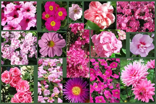 Fiori Diversi Attenzione Selettiva — Foto Stock