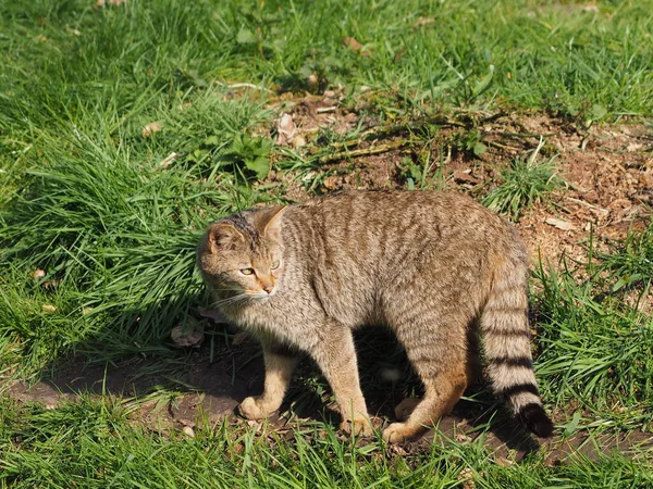 Speels Grappig Kat Dier Huisdier Concept — Stockfoto