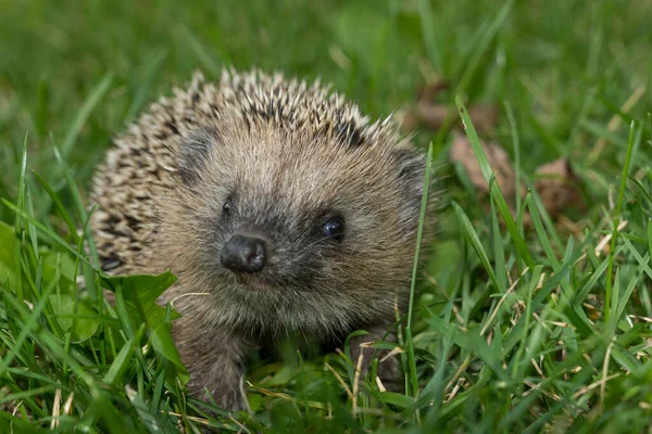 Agulhas Hedgehog Animal Spiky — Fotografia de Stock