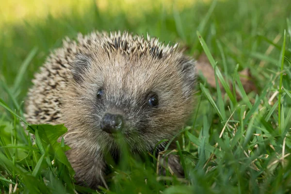 Aghi Riccio Animale Appuntito — Foto Stock