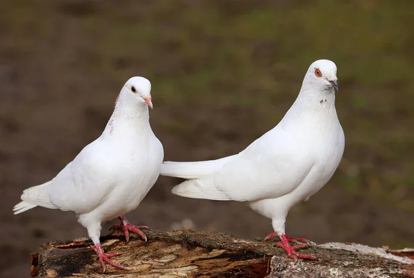 Zwei Schneeweiße Tauben — Stockfoto