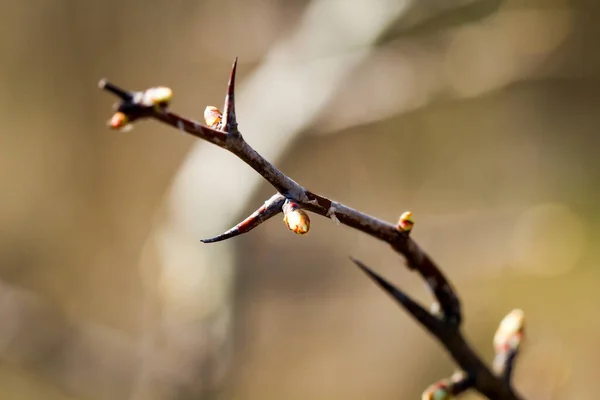 Young Shoots Trees Nature Spring — Stock Photo, Image