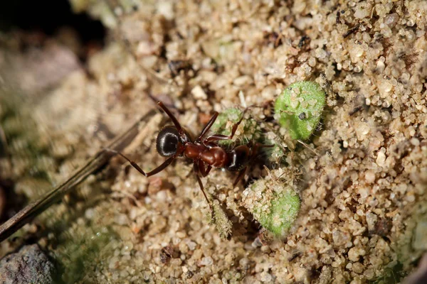 Μυρμήγκια Κόβει Φύλλα Έντομα Φύση — Φωτογραφία Αρχείου