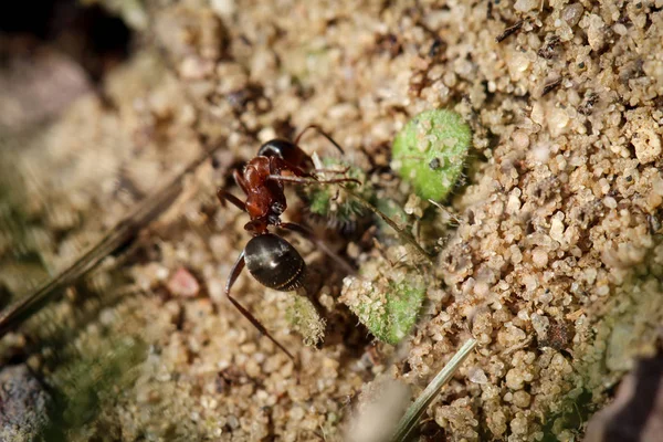 Formiga Corta Folhas Insetos Natureza — Fotografia de Stock