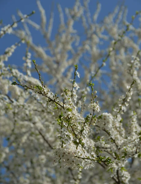 Bílé Květy Stromě Jaře — Stock fotografie