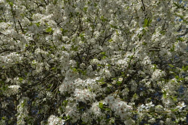 Flores Brancas Árvore Primavera — Fotografia de Stock