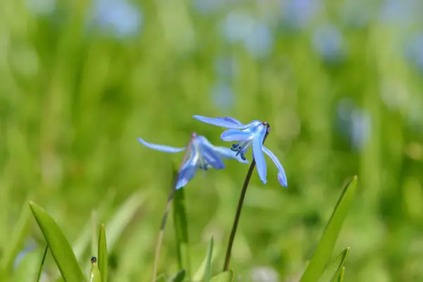 Blauer Stern Blume Flora — Stockfoto