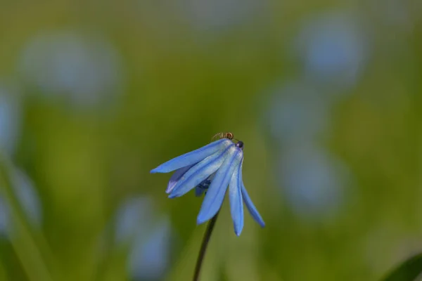 Blå Stjärna Blomma Flora — Stockfoto