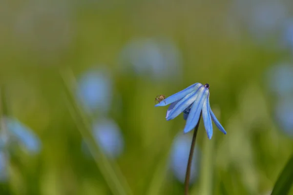 Blauer Stern Blume Flora — Stockfoto