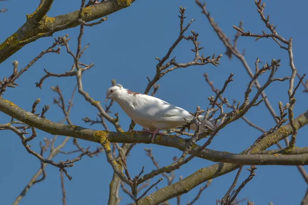 Gołąb Biały Gołym Drzewie — Zdjęcie stockowe
