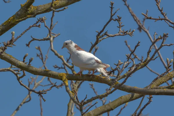 Witte Duif Kale Boom — Stockfoto