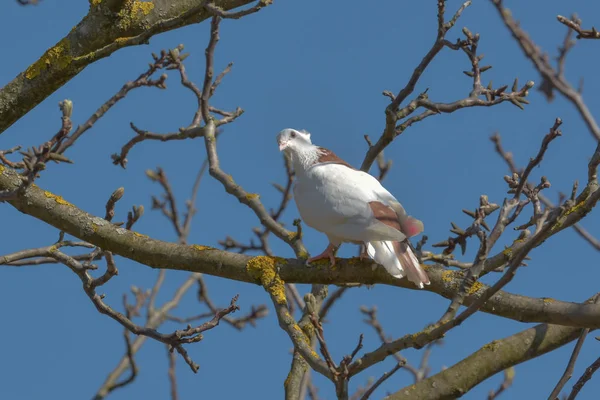 Beyaz Güvercin Çıplak Ağaçta — Stok fotoğraf