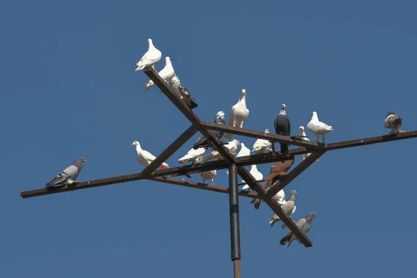 Мальовничий Вид Голубиних Птахів — стокове фото