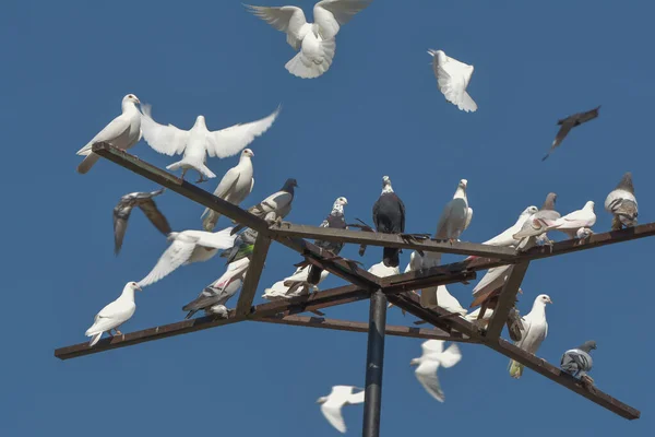 Malerischer Blick Auf Taubenvögel — Stockfoto