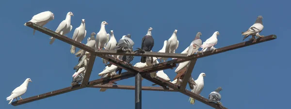 Vue Panoramique Sur Les Pigeons — Photo