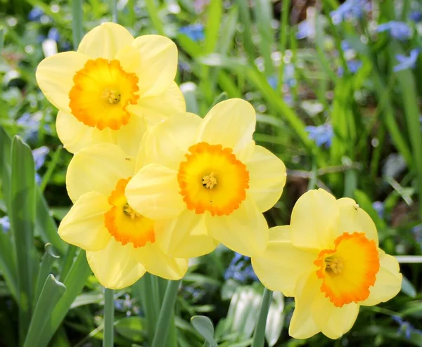 Žluté Narcisy Jaře — Stock fotografie