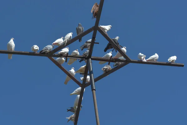 Vue Panoramique Sur Les Pigeons — Photo