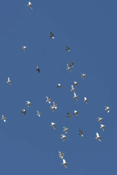 Scenic View Pigeon Birds — Stock Photo, Image