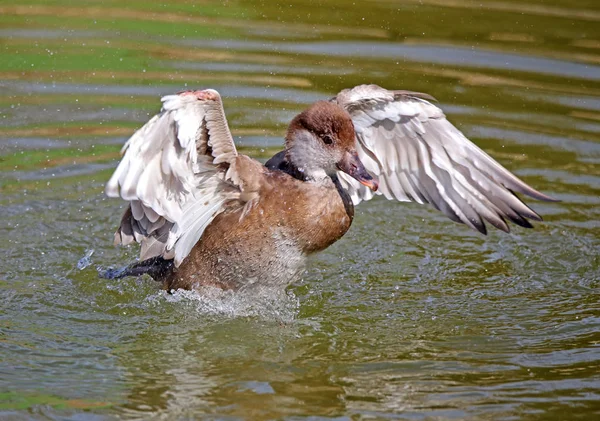 Female Pochard Excitement Duck Pond — Stock Photo, Image