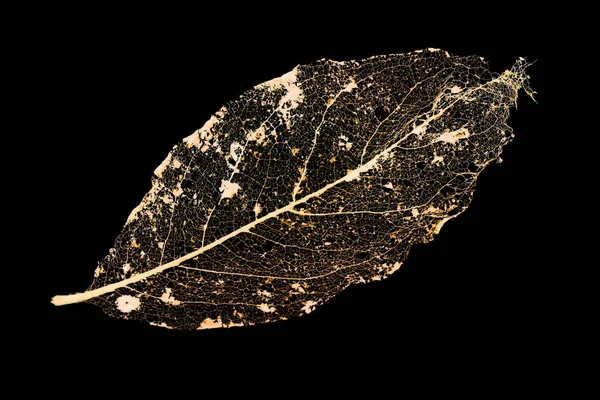 Isolated Skeleton Leaf Fine Veins — Stock Photo, Image