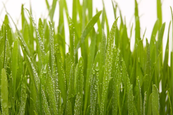 Hierba Verde Sobre Fondo Blanco —  Fotos de Stock