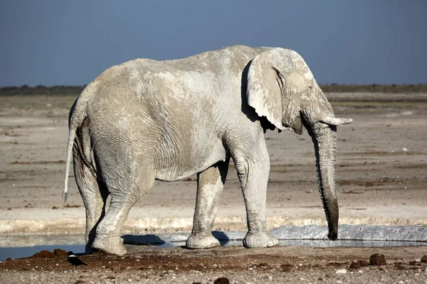 Слоны Вечернем Свете — стоковое фото