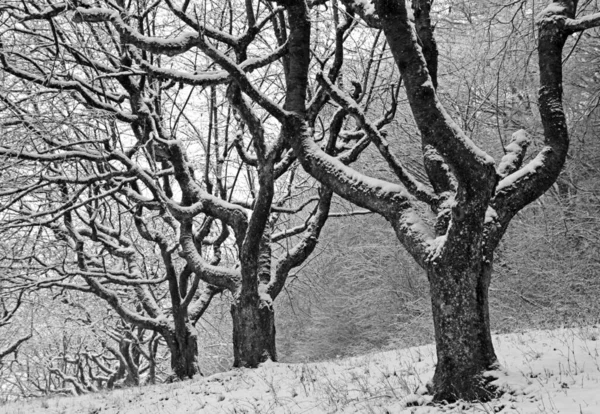 Drzewa Zimowym Śnie — Zdjęcie stockowe