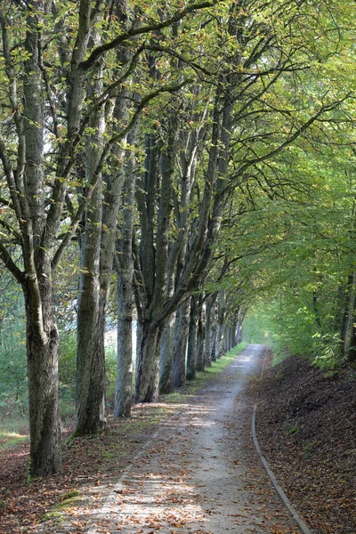 Caminho Florestal Caminho Floresta Paisagem Árvore Árvores Rítmica Francónia Bavaria — Fotografia de Stock