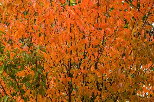 Herbstsaison Herbstblätter — Stockfoto