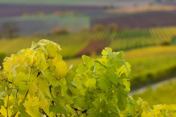 Autumn Vineyards Cultivation Wine Floral Leaves — Stock Photo, Image