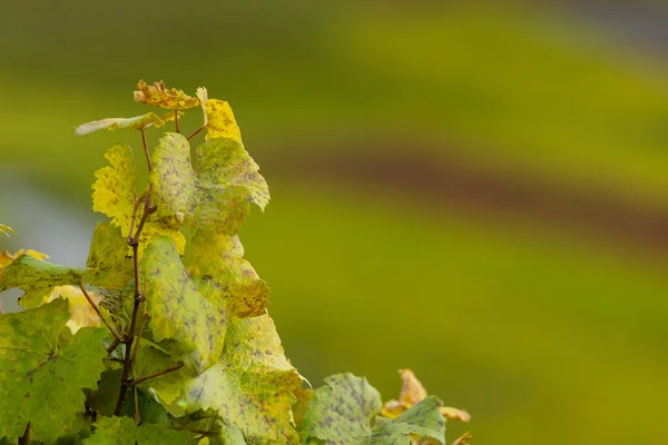 Осінні Виноградники Вирощування Вина Квіткове Листя — стокове фото
