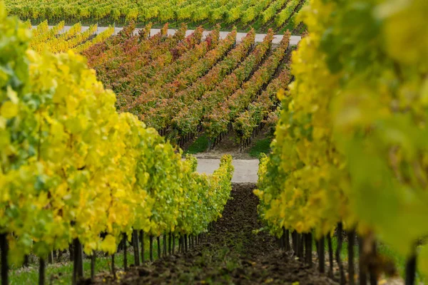 Autumn Vineyards Cultivation Wine Floral Leaves — Stock Photo, Image