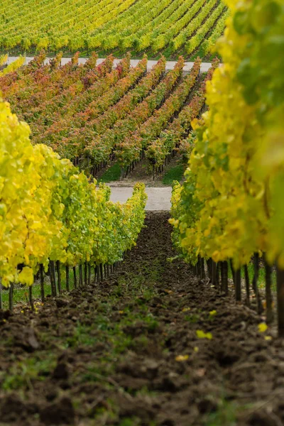 Herfst Wijngaarden Wijnbouw Bloemblaadjes — Stockfoto