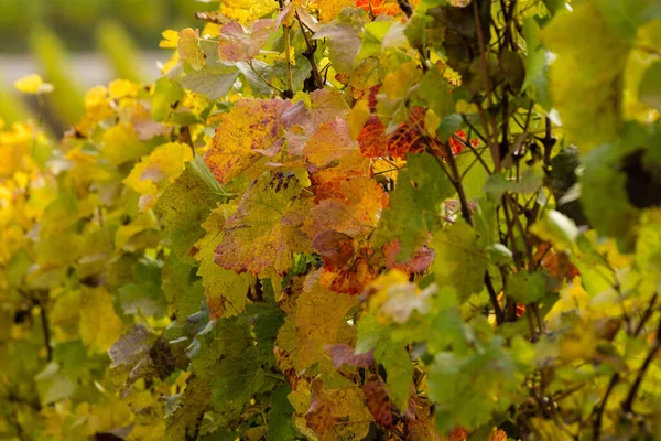 Agriculture Autumn Vineyards Cultivation Wine Floral Leaves — Stock Photo, Image