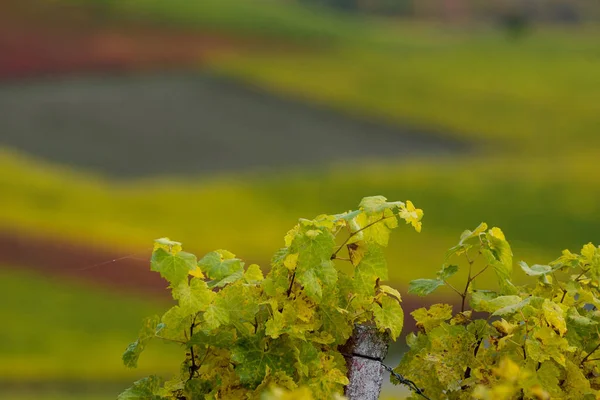 Agricoltura Autunno Vigneti Coltivazione Del Vino Foglie Floreali — Foto Stock