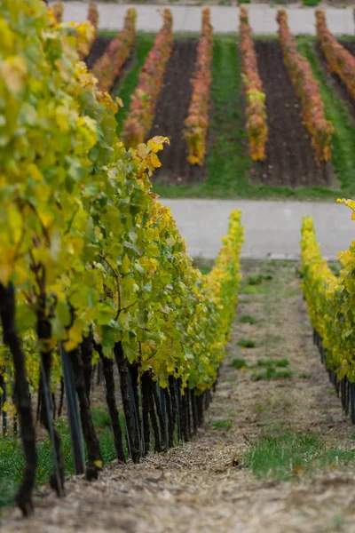 Landbouw Herfst Wijngaarden Wijnbouw Bloemblaadjes — Stockfoto