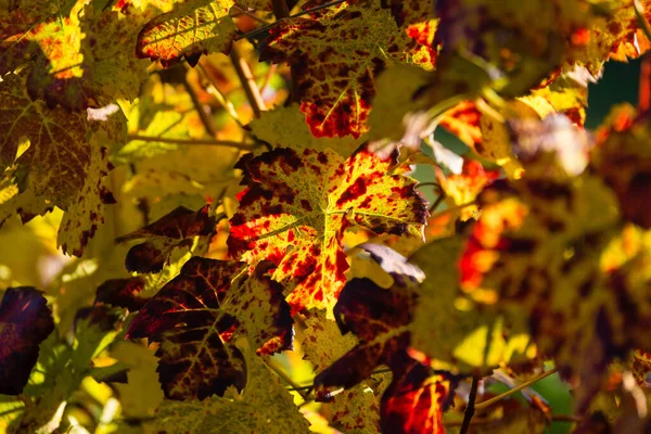 Agricultura Otoño Viñedos Cultivo Vino Hojas Florales —  Fotos de Stock