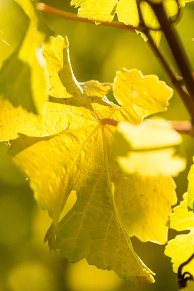 Rolnictwo Jesienne Winnice Uprawa Wina Liście Kwiatowe — Zdjęcie stockowe