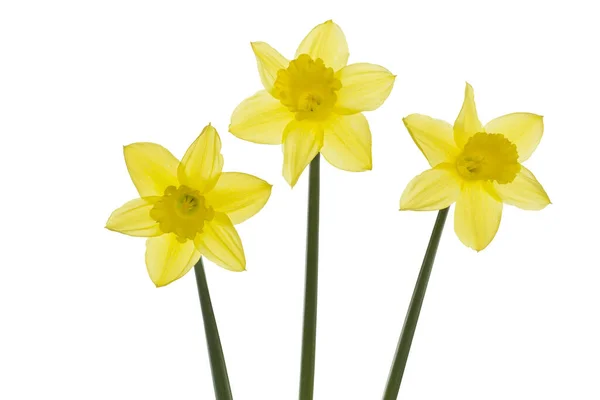 Daffodils Fundo Branco — Fotografia de Stock