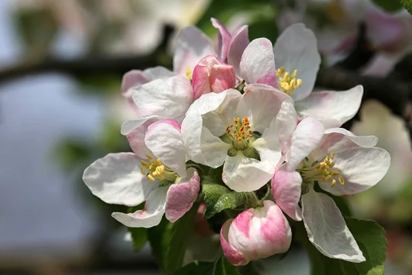 Flores Manzana Anuncian Primavera — Foto de Stock