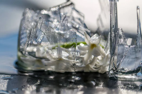 Verschiedene Blüten Selektiver Fokus — Stockfoto