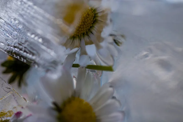 Fiori Diversi Attenzione Selettiva — Foto Stock