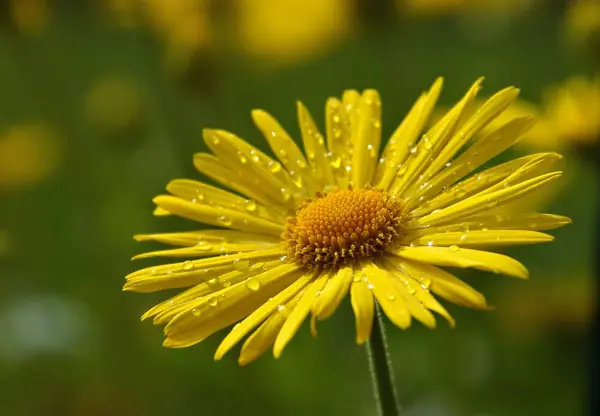 Bel Colpo Botanico Carta Parati Naturale — Foto Stock