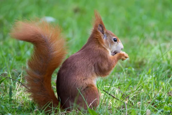 Veverka Zvíře Flóra Fauna — Stock fotografie