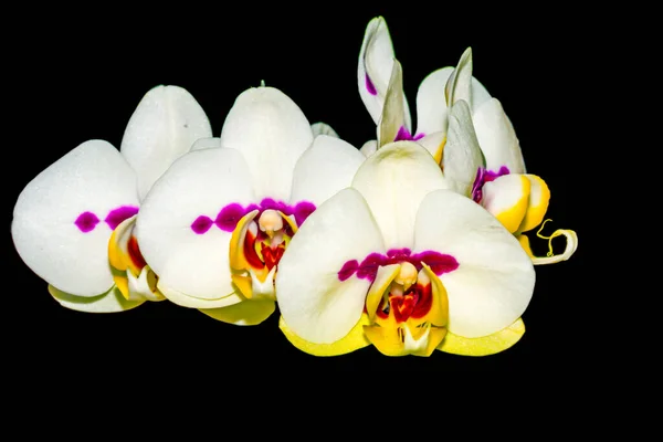 Orquídea Phalaenopsis Com Flores Fundo Preto — Fotografia de Stock